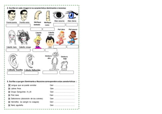 2. Escribe en cada imagensi escaracterística dominante o recesiva:
3. Escribe a que gen Dominante o Recesivocorrespondenestas características :
 Lengua que se puede enrollar. Gen …….……………………..
 Labios finos Gen ……………………………
 Grupo Sanguíneo A y B Gen ……………………………
 Piel clara Gen ……………………………
 Daltonismo (distorsión de los colores) Gen ……………………………
 Hemofilia (la sangre no coagula) Gen ……………………………
 Nariz aguileña Gen ……………………………
Ojos oscuros Ojos claros
Cabello lacio Cabello crespo
Cabello
rubio
Cabello
oscuro
Frente punta Frente recta Meñique
doblado
Meñique
recto
Piel clara Piel oscura
Estatura
alta
Estatura
baja
 