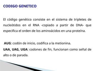 ADN Y SINTESIS.pptx genetica - genetica | PPTX