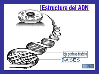 Eje pentosa-fosfato BASES Estructura del ADN 