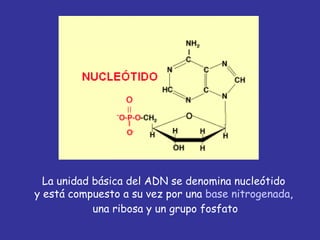 La unidad básica del ADN se denomina nucleótido  y está compuesto a su vez por una  base nitrogenada ,  una ribosa y un grupo fosfato 
