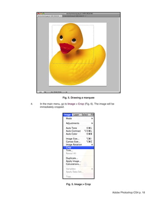 Fig. 5. Drawing a marquee
	
4. 	
		

In the main menu, go to Image > Crop (Fig. 6). The image will be
immediately cropped.

	

Fig. 5. Image > Crop
Adobe Photoshop CS4 p. 18

 