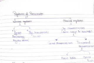 Hd
hemote
forcic Bies
onHal chemorscejptor eta
Sense Change
n )
By ceporC3
Chemí
c
ak riegulan
Pneumolosie
Rhyt
h
m
Nerccaus teauloon
hegulaon
oe Respioaion.
 