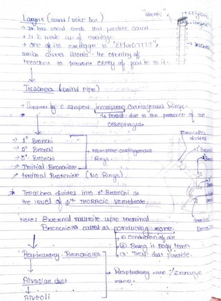 Laxunx (souns /voke box
’14 has vOca) corc iha
thich covecg
ifenchea to sroend
is made up ak cailoge
canhage
9 BrtonChî
NO4e
Tracheo kuind pipe)cia
2 Tnika Bronchiole
teimal Bronchiake
thal
Pepincossu
LICduce sord
produe
Glotie he cpeoing ak
Alveolot åct
AIVeoli
Treachea dvides into 4° Brconchi 0t
Dorso due to the priAEDCA c the
ngs
oRingg)
BrionchioIO aued as ponduinaxone
Condueionak aie
Bringit ody tem
Trrop dus Parcicle
BitonchioIe
6th THORACiC Jeebratea
Janthea
ivide
Heapjtaatyzane
dexmina
/exrange
 