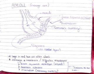 ALVEOL] (exchonge zane)
Alvecli
Bosemert
unga in t04a) haue 300 mitio n alueoli
Oimpie 2aliaceirou
´endthel'u
Tamono
Iayer)
Smdo tneium Pumenarts capila92
X Erthange o membrane pieien membrtane
Simple guamous epithelum(alveoi )
Basementswesnce hickness ks than
 
