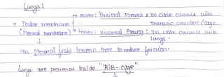 Lungi
’ Double membyane
CPlou menbriane
Thotacc Chumbert /Cage
inner: Viccera Pleuta Tn ciOge conCt Luuih
Has leua auid beKITen them to reduce AricHion
1)
Lngs
Kungs (are Prto+e ed fnside Rie- caae
 