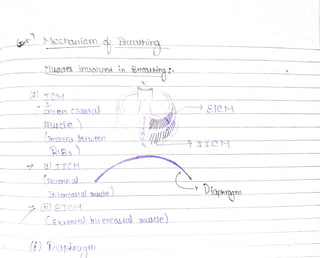 Mechaniem dBrehing
Mueoes inuolved in ArOthing
nier coa3ta
(rEsenA betusen
Inigzcotta) mscle
Caxiera) intecoto mUsle)
intercota
(6) Diaphsogr
 