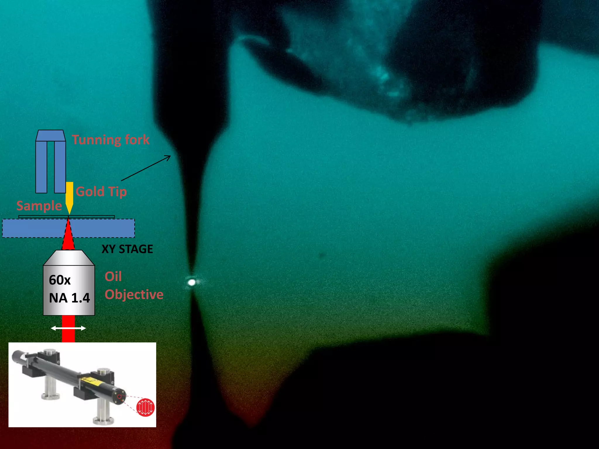 Oil
Objective
60x
NA 1.4
XY STAGE
Gold Tip
Sample
Tunning fork
 