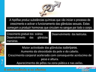A hipófise produz substâncias químicas que vão iniciar o processo de crescimento e activar o funcionamento das glândulas sexuais. Estas começam a produzir hormonas que circulam no sangue por todo o corpo. Desenvolvimento  dos testículos. Crescimento gradual dos  ovários. Desenvolvimento das glândulas mamárias. Maior actividade das glândulas  sudoríparas . Aumento da oleosidade da pele e do cabelo. Crescimento corporal acelerado com consequente acréscimo de peso e altura. Aparecimento de pêlos na zona púbica e nas axilas. 
