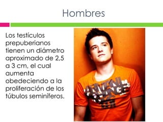 HombresLos testículos prepuberianos tienen un diámetro aproximado de 2,5 a 3 cm, el cual aumenta obedeciendo a la proliferación de los túbulos seminíferos.