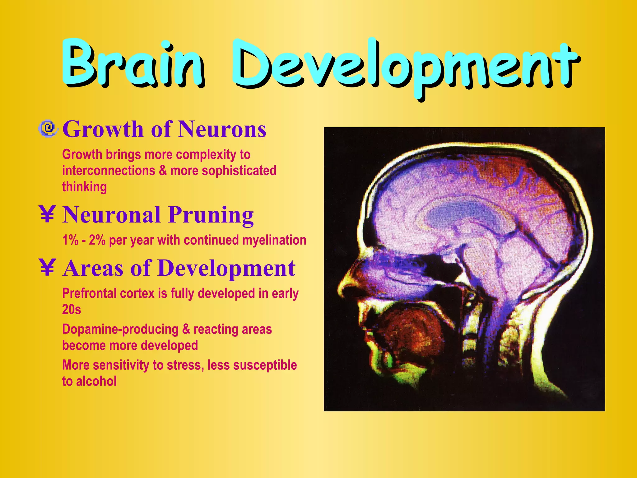 Brain Development Growth of Neurons Growth brings more complexity to interconnections & more sophisticated thinking Neuronal Pruning 1% - 2% per year with continued myelination Areas of Development Prefrontal cortex is fully developed in early 20s Dopamine-producing & reacting areas become more developed More sensitivity to stress, less susceptible to alcohol 