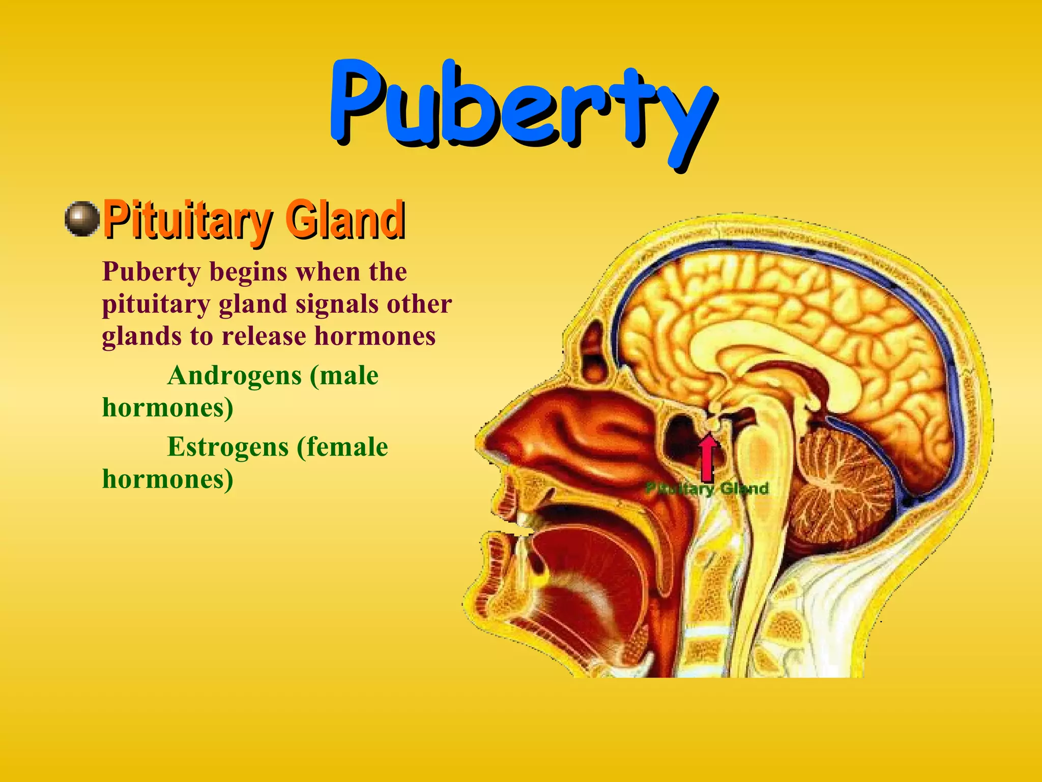 Puberty Pituitary Gland Puberty begins when the pituitary gland signals other glands to release hormones Androgens (male  hormones) Estrogens (female  hormones) 