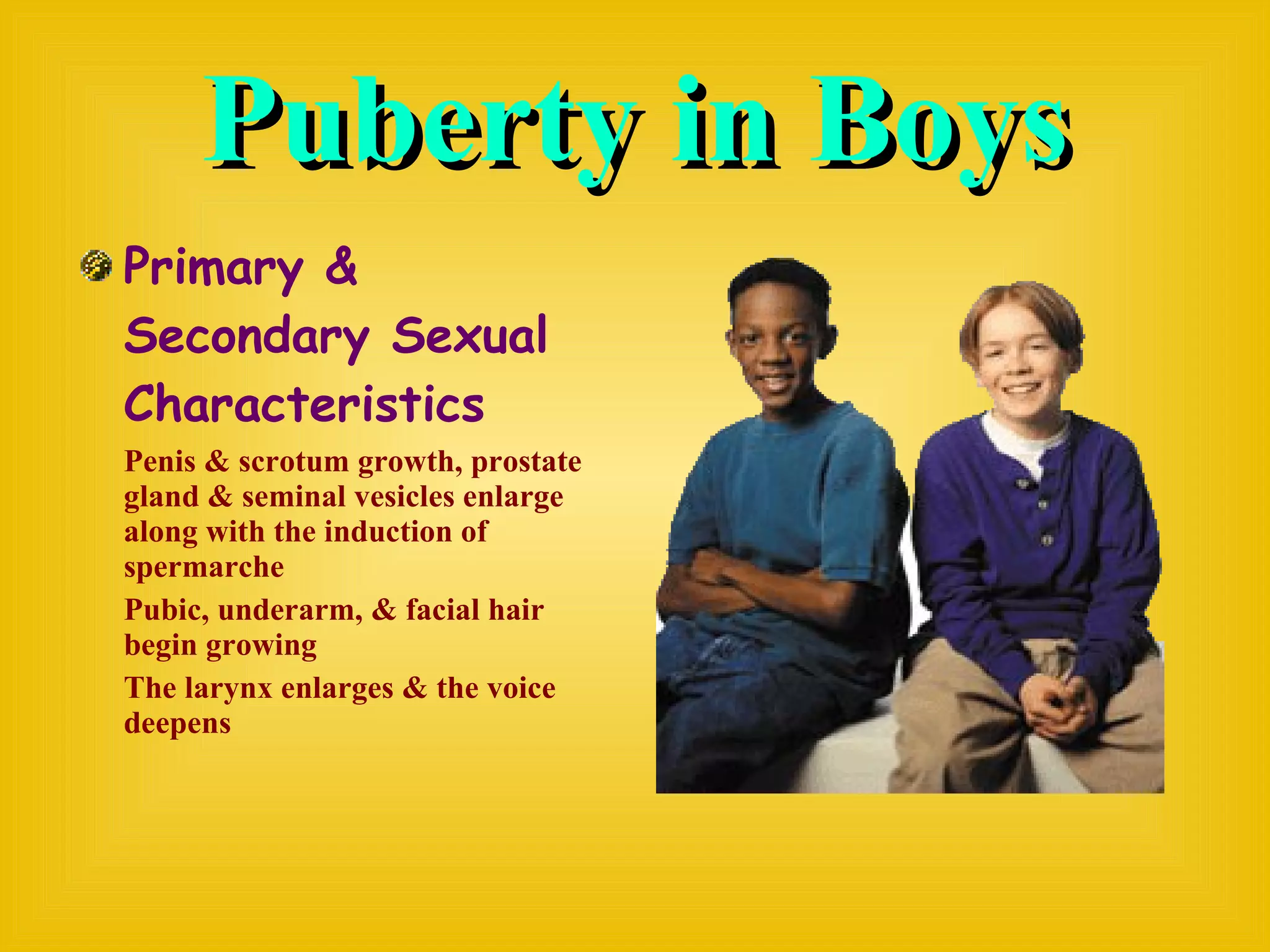 Puberty in Boys Primary & Secondary Sexual Characteristics Penis & scrotum growth, prostate gland & seminal vesicles enlarge along with the induction of spermarche Pubic, underarm, & facial hair begin growing The larynx enlarges & the voice deepens 