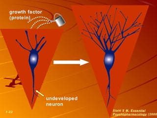 1-22 Stahl S M, Essential
Psychopharmacology (2000
growth factor
(protein)
undeveloped
neuron
 