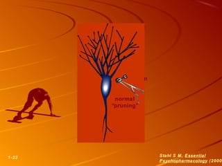 dendrites in
need of
“pruning”
1-23 Stahl S M, Essential
Psychopharmacology (2000
normal
“pruning”
 