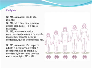 Estágios.
No M1, as mamas ainda são
infantis.
No M2, há o desenvolvimento
dessas glândulas — é o broto
mamário.
No M3, tem-se um maior
crescimento da mama e da aréola,
mas sem separação de seus
contornos, que só acontece no M4.
No M5, as mamas têm aspecto
adulto e o contorno areolar é
incorporado ao da mama. A
menstruação costuma ocorrer
entre os estágios M3 e M4.
 