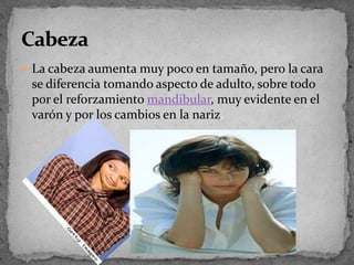 La cabeza aumenta muy poco en tamaño, pero la cara se diferencia tomando aspecto de adulto, sobre todo por el reforzamiento mandibular, muy evidente en el varón y por los cambios en la nariz.Cabeza