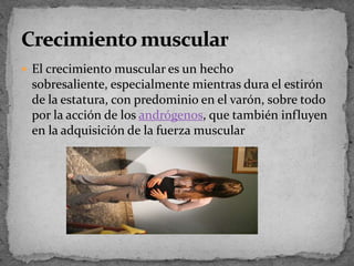 El crecimiento muscular es un hecho sobresaliente, especialmente mientras dura el estirón de la estatura, con predominio en el varón, sobre todo por la acción de losandrógenos, que también influyen en la adquisición de la fuerza muscularCrecimiento muscular
