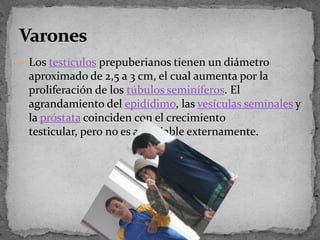 Lostestículosprepuberianos tienen un diámetro aproximado de 2,5 a 3 cm, el cual aumenta por la proliferación de lostúbulos seminíferos. El agrandamiento del epidídimo, las vesículas seminalesy la próstatacoinciden con el crecimiento testicular, pero no es apreciable externamente.Varones