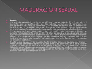    Varones
   Los testículos prepuberianos tienen un diámetro aproximado de 2,5 a 3 cm, el cual
    aumenta por la proliferación de los túbulos seminíferos. El agrandamiento
    del epidídimo, las vesículas seminales y la próstata coinciden con el crecimiento
    testicular, pero no es apreciable externamente. En el escroto se observa un aumento
    en la vascularización, adelgazamiento de la piel y desarrollo de los folículos pilosos.
   La espermatogénesis —es decir, la producción de espermatozoides— se
    detecta histológicamente entre los 11 y 15 años de edad, y la edad para la primera
    eyaculación o espermarquia es entre los 12 y los 16 años. El pene comienza a crecer en
    longitud y también a ensancharse aproximadamente un año después de que los
    testículos aumentan de tamaño. Las erecciones son más frecuentes y aparecen
    las emisiones nocturnas.
   El vello sexual aparece y se propaga hasta el pubis, donde se aprecia más grueso y
    rizado. Puede comenzar a aparecer el vello axilar y, en ocasiones, en el labio superior
    (bigote). El vello en los brazos y en las piernas se torna más grueso y abundante
    alrededor de los 14 años. Aumenta la actividad apocrina —es decir, de la secreción de
    las glándulas suprarrenales— con la aparición de humedad y olor axilares, igual que
    el acné, típico de esta etapa de la vida.
 