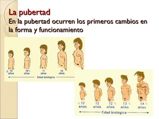La pubertad

En la pubertad ocurren los primeros cambios en
la forma y funcionamiento

 