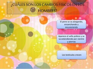 ¿CUÁLES SON LOS CAMBIOS FISICOS EN LOS 
HOMBRES? 
El pene se va alargando, 
ensanchando y 
oscureciendo 
Aparece el vello púbico y se 
va extendiendo por vientre 
y piernas 
Los testículos crecen 
 