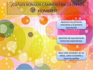 ¿CUÁLES SON LOS CAMBIOS FISICOS EN LOS 
Aparecen las primeras 
erecciones y la primera 
eyaculación 
HOMBRES? 
Aparición de eyaculaciones 
nocturnas espontáneas 
Nace vello alrededor de los 
labios, sobre la barbilla y 
hacia las patillas 
 