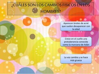 ¿CUÁLES SON LOS CAMBIOS FISICOS EN LOS 
HOMBRES? 
Aparecen brotes de acné 
que suelen desaparecer con 
la edad 
Crece en el cuello una 
protuberancia conocida 
como la manzana de Adán 
La voz cambia y se hace 
más gruesa 
 