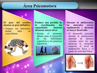 Área Psicomotora
El peso del cerebro
alcanza su peso definitivo
• Aunque sus funciones,
tardan años en
consolidarse.
Produce una pérdida de
la coordinación, las
capacidades motoras
alcanzan mayor nivel
• Siendo el momento
idóneo para el desarrollo
de las habilidades
específicas y las prácticas
deportivas .
Durante la adolescencia
los músculos crecen
rápidamente y alcanzan
su mayor desarrollo
• El desarrollo muscular
durante la adolescencia
depende de factores
variados entre los que
destacan la estructura
corporal, el nivel de
maduración física y el
grado de actividad física
 
