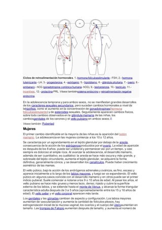 Ciclos de retroalimentación hormonales. 1.-hormona foliculoestimulante - FSH, 2.- hormona
luteinizante - LH, 3.- progesterona, 4.- estrógeno, 5.- hipotálamo, 6.- glándula pituitaria, 7.- ovario, 8.-
embarazo - hCG (gonadotropina coriónica humana- hCG), 9.- testosterona, 10.- testículo, 11.-
incentivos, 12.- prolactina PRL. Véase tambiénsistema endocrino y retroalimentación negativa
endocrina.
En la adolescencia temprana y para ambos sexos, no se manifiestan grandes desarrollos
de los caracteres sexuales secundarios, pero suceden cambios hormonales a nivel de
lahipófisis, como el aumento en la concentración de gonadotropinas(hormona
folículoestimulante) y de esteroides sexuales. Seguidamente aparecen cambios físicos,
sobre todo cambios observados en la glándula mamaria de las niñas, los
cambiosgenitales de los varones y el vello pubiano en ambos sexos.11
Véase también: Pubertad
Mujeres
El primer cambio identificable en la mayoría de las niñas es la aparición del botón
mamario. La adolescencia en las mujeres comienza a los 10 o 12 años.
Se caracteriza por un agrandamiento en el tejido glandular por debajo de la areola,
consecuencia de la acción de los estrógenosproducidos por el ovario. La edad de aparición
es después de los 8 años; puede ser unilateral y permanecer así por un tiempo, y casi
siempre es doloroso al simple roce. Al avanzar la adolescencia, el desarrollo mamario,
además de ser cuantitativo, es cualitativo: la areola se hace más oscura y más grande, y
sobresale del tejido circundante, aumenta el tejido glandular, se adquiere la forma
definitiva, generalmente cónica, y se desarrollan los canalículos. Puede haber crecimiento
asimétrico de las mamas.
El vello púbico, bajo la acción de los andrógenos adrenales y ováricos, es fino, escaso y
aparece inicialmente a lo largo de los labios mayores, y luego se va expandiendo. El vello
púbico en algunos casos coincide con el desarrollo mamario y en otros puede ser el primer
indicio puberal. Suele comenzar a notarse a los 9 o 10 años de edad. Al pasar los años, el
vello pubiano se hace más grueso y menos lacio, denso, rizado y cubre la superficie
externa de los labios, y se extiende hasta el monte de Venus, y alcanza la forma triangular
característica adulta después de 3 a 5 años (aproximadamente entre los 15 y 16 años de
edad). El vello axilar y el vello corporal aparecen más tarde.
Los genitales y las gónadas cambian de aspecto y configuración. Los labios mayores
aumentan de vascularización y aumenta la cantidad de folículos pilosos, hay
estrogenización inicial de la mucosa vaginal, los ovarios y el cuerpo del úteroaumentan en
tamaño. Las trompas de Falopio aumentan después de tamaño, y aumenta el número de
 