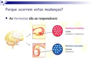 Porque ocorrem estas mudanças?
 As Hormonas são as responsáveis:
 