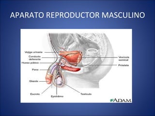 APARATO REPRODUCTOR MASCULINO 