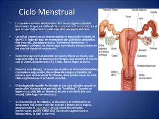 Ciclo Menstrual Los ovarios aumentan la producción de estrógeno y demás hormonas, lo que da inicio al  ciclo menstrual mensual , en el que los períodos menstruales son sólo una parte del ciclo.  Las niñas nacen con un órgano donde se desarrolla el bebé (el útero), al lado del cual se encuentran dos glándulas pequeñas (los ovarios), que producen las "hormonas femeninas" y comienzan a liberar los óvulos que han estado almacenados en los ovarios desde el nacimiento. Cada mes (aproximadamente) un ovario libera un óvulo, que viaja a lo largo de las trompas de Falopio, que conecta el ovario con el útero, durante unos 3 o 4 días, hasta llegar al útero.  Durante este tiempo, la capa que recubre al útero (endometrio) comienza a engrosarse, llenándose de sangre y líquidos, de manera que si el óvulo es fertilizado, éste pueda crecer en esta capa engrosada para producir un bebé. El óvulo puede quedar fertilizado si hay una relación sexual sin protección durante este período de "fertilidad". Cuando un espermatozoide (de un hombre) se une a un óvulo (de una mujer) tiene lugar un embarazo. Si el óvulo no es fertilizado, se disuelve y el endometrio se desprende del útero y sale del cuerpo a través de la Vagina, produciendo el  flujo menstrual . Entre los períodos menstruales, puede haber una  Secreción vaginal clara o blanquecina, la cual es normal. Los ciclos menstruales duran cerca de un mes (entre 28 y 32 días). Al principio tienden a ser irregulares, por lo que la niña puede pasar dos meses sin período o tener dos menstruaciones en un mes, pero con el tiempo esto tiende a regularse. Las niñas pueden llevar un control en un calendario de cuándo tienen el período menstrual y cuánto dura para ayudarse a establecer un patrón y poder predecir cuándo será su próximo período. Las niñas pueden llevar un control en un calendario de cuándo tienen el período menstrual y cuánto dura, lo cual puede ayudarles a establecer un patrón individual y a poder predecir cuándo será su próximo período. Por lo general, las diferentes fases del ciclo menstrual no son molestas y la mayoría de las niñas no observan problema alguno. Cuando hay cólicos, éstos usualmente son leves, pero si dichos  cólicos menstruales  son severos, deben ser evaluados por un médico. Sin embargo, puede haber otros cambios cíclicos, por ejemplo, justo antes o durante el período, la niña puede sentirse de mal humor o emotiva y su cuerpo se puede sentir inflado o hinchado. El  SPM  (síndrome premenstrual) puede comenzar a desarrollarse, sobre todo a medida que la niña crece. En las niñas, la madurez se completa a los 17 años, por lo que cualquier aumento de estatura después de esta edad es poco común. Aunque se ha completado la madurez física, la madurez educativa y emocional siguen siendo un proceso continuo. Es importante recordar que la fertilidad (que puede ya estar presente a los 12 años) precede a la madurez emocional y si bien puede haber un embarazo, y con frecuencia lo hay, todo esto ocurre antes de que una adolescente esté preparada para la maternidad. 