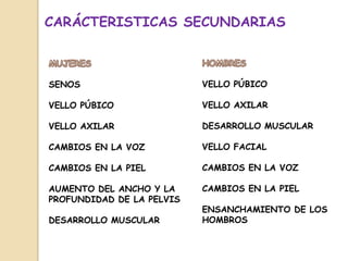 SENOS
VELLO PÚBICO
VELLO AXILAR
CAMBIOS EN LA VOZ
CAMBIOS EN LA PIEL
AUMENTO DEL ANCHO Y LA
PROFUNDIDAD DE LA PELVIS
DESARROLLO MUSCULAR
VELLO PÚBICO
VELLO AXILAR
DESARROLLO MUSCULAR
VELLO FACIAL
CAMBIOS EN LA VOZ
CAMBIOS EN LA PIEL
ENSANCHAMIENTO DE LOS
HOMBROS
CARÁCTERISTICAS SECUNDARIAS
 