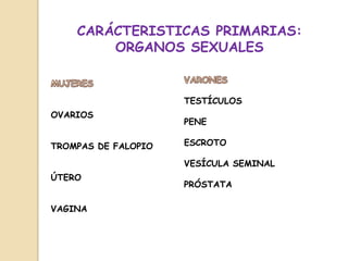 OVARIOS
TROMPAS DE FALOPIO
ÚTERO
VAGINA
TESTÍCULOS
PENE
ESCROTO
VESÍCULA SEMINAL
PRÓSTATA
CARÁCTERISTICAS PRIMARIAS:
ORGANOS SEXUALES
 
