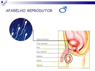 APARELHO REPRODUTOR 