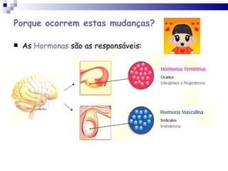Porque ocorrem estas mudanças? As  Hormonas  são as responsáveis: 