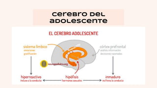 Cerebro del
adolescente
 