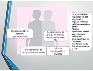 La activación HHG
(hipotálamo-hipófi
sis-gonadas)
requiere una señal
del sistema nervioso
central
(SNC) al
hipotálamo, mismo
que estimula la
producción
en la hipófisis de las
hormonas
luteinizante (LH) y
folículo estimulante
(FSH).
Gonadotropina da
paso a hormonas
reproductivas LH y
FSH
Inicia la
menstruación en
mujeres
Inicia secreción de
testosterona en varones
Hipotálamo libera
hormona
gonadotropina
 