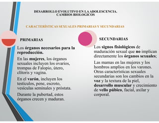 CARACTERÍSTICAS SEXUALES PRIMARIAS Y SECUNDARIAS
Los órganos necesarios para la
reproducción.
En las mujeres, los órganos
sexuales incluyen los ovarios,
trompas de Falopio, útero,
clítoris y vagina.
En el varón, incluyen los
testículos, pene, escroto,
vesículas seminales y próstata.
Durante la pubertad, estos
órganos crecen y maduran.
PRIMARIAS
Los signos fisiológicos de
maduración sexual que no implican
directamente los órganos sexuales;
Las mamas en las mujeres y los
hombros amplios en los varones.
Otras características sexuales
secundarias son los cambios en la
voz y la textura de la piel,
desarrollo muscular y crecimiento
de vello púbico, facial, axilar y
corporal.
SECUNDARIAS
DESARROLLO EVOLUTIVO EN LAADOLESCENCIA.
CAMBIOS BIOLOGICOS
 