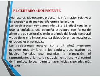 EL CEREBRO ADOLESCENTE
Además, los adolescentes procesan la información relativa a
las emociones de manera diferente a los adultos.
Los adolescentes tempranos (de 11 a 13 años) tendían a
usar la amígdala, una pequeña estructura con forma de
almendra que se localiza en lo profundo del lóbulo temporal
y que tiene una importante participación en las reacciones
emocionales e instintivas.
Los adolescentes mayores (14 a 17 años) mostraron
patrones más similares a los adultos, pues usaban los
lóbulos frontales que manejan la planeación, el
razonamiento, el juicio, la regulación emocional y el control
de impulsos, lo cual permite hacer juicios razonados más
certeros.
 