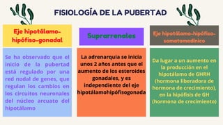 FISIOLOGÍA DE LA PUBERTAD
Se ha observado que el
inicio de la pubertad
está regulado por una
red nodal de genes, que
regulan los cambios en
los circuitos neuronales
del núcleo arcuato del
hipotálamo
Eje hipotálamo-
hipófiso-gonadal
Suprarrenales
La adrenarquia se inicia
unos 2 años antes que el
aumento de los esteroides
gonadales, y es
independiente del eje
hipotálamohipófisogonada
Eje hipotálamo-hipófiso-
somatomedínico
Da lugar a un aumento en
la producción en el
hipotálamo de GHRH
(hormona liberadora de
hormona de crecimiento),
en la hipófisis de GH
(hormona de crecimiento)
 