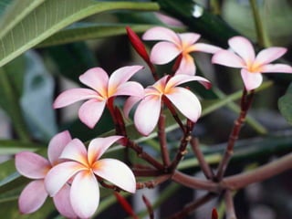 MỘT SỐ VẤN ĐỀ TÂM LÝ THƯỜNG GẶP Ở TUỔI VỊ THÀNH NIÊN