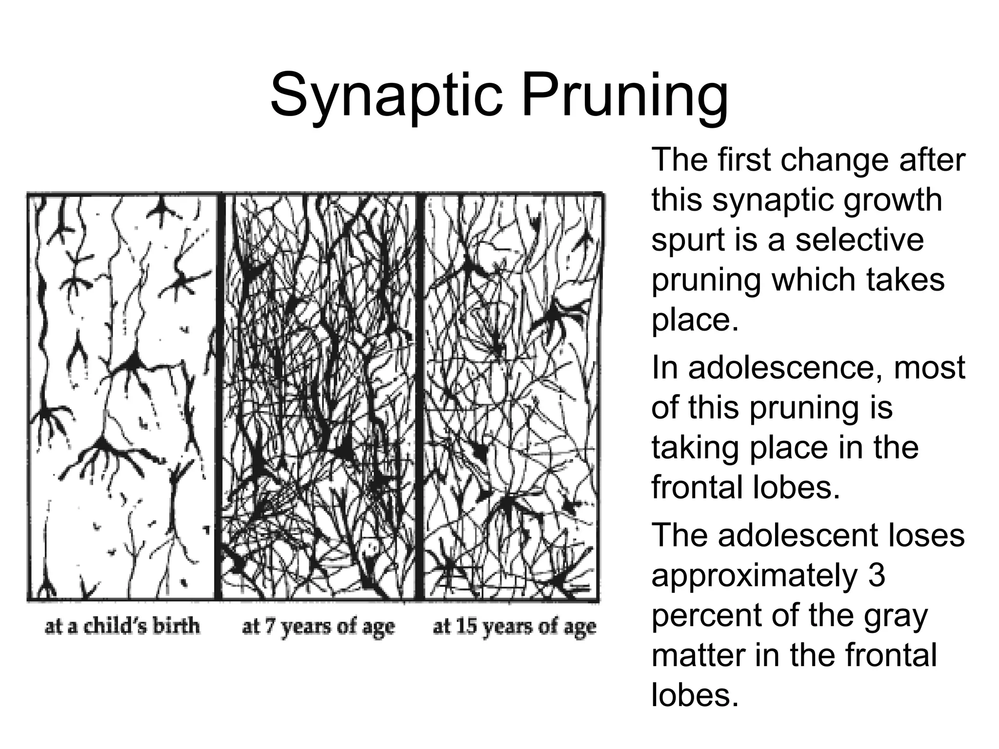 Synaptic Pruning
             The first change after
             this synaptic growth
             spurt is a selective
             pruning which takes
             place.
             In adolescence, most
             of this pruning is
             taking place in the
             frontal lobes.
             The adolescent loses
             approximately 3
             percent of the gray
             matter in the frontal
             lobes.
 