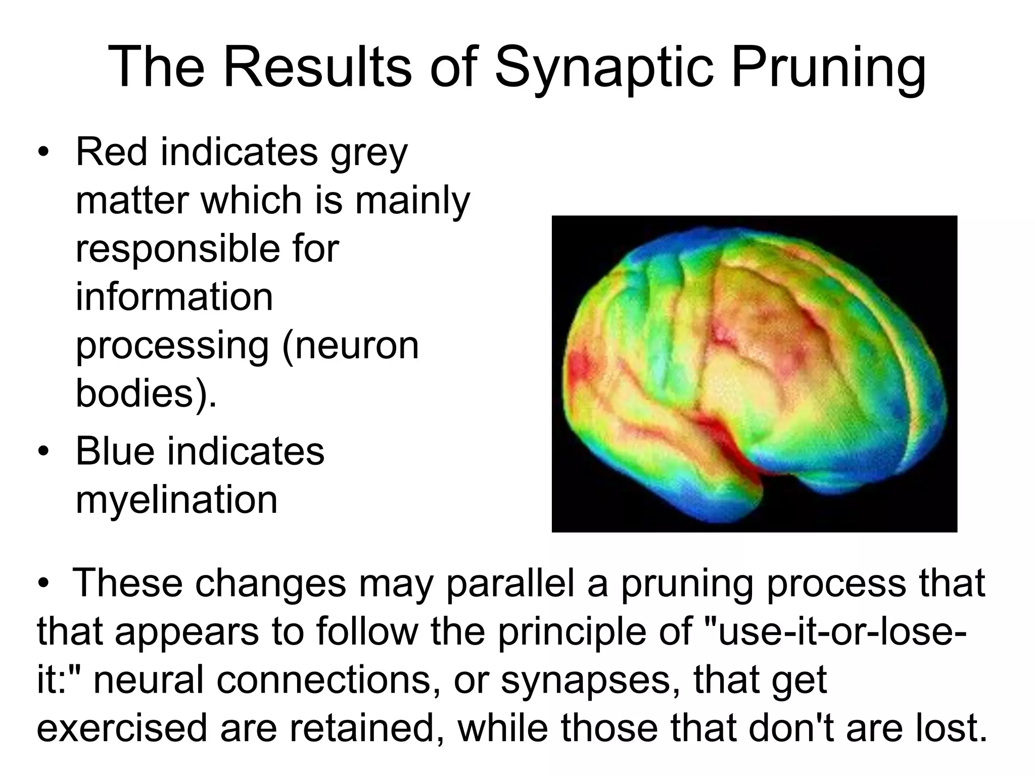 The Results of Synaptic Pruning
• Red indicates grey
  matter which is mainly
  responsible for
  information
  processing (neuron
  bodies).
• Blue indicates
  myelination

• These changes may parallel a pruning process that
that appears to follow the principle of "use-it-or-lose-
it:" neural connections, or synapses, that get
exercised are retained, while those that don't are lost.
 