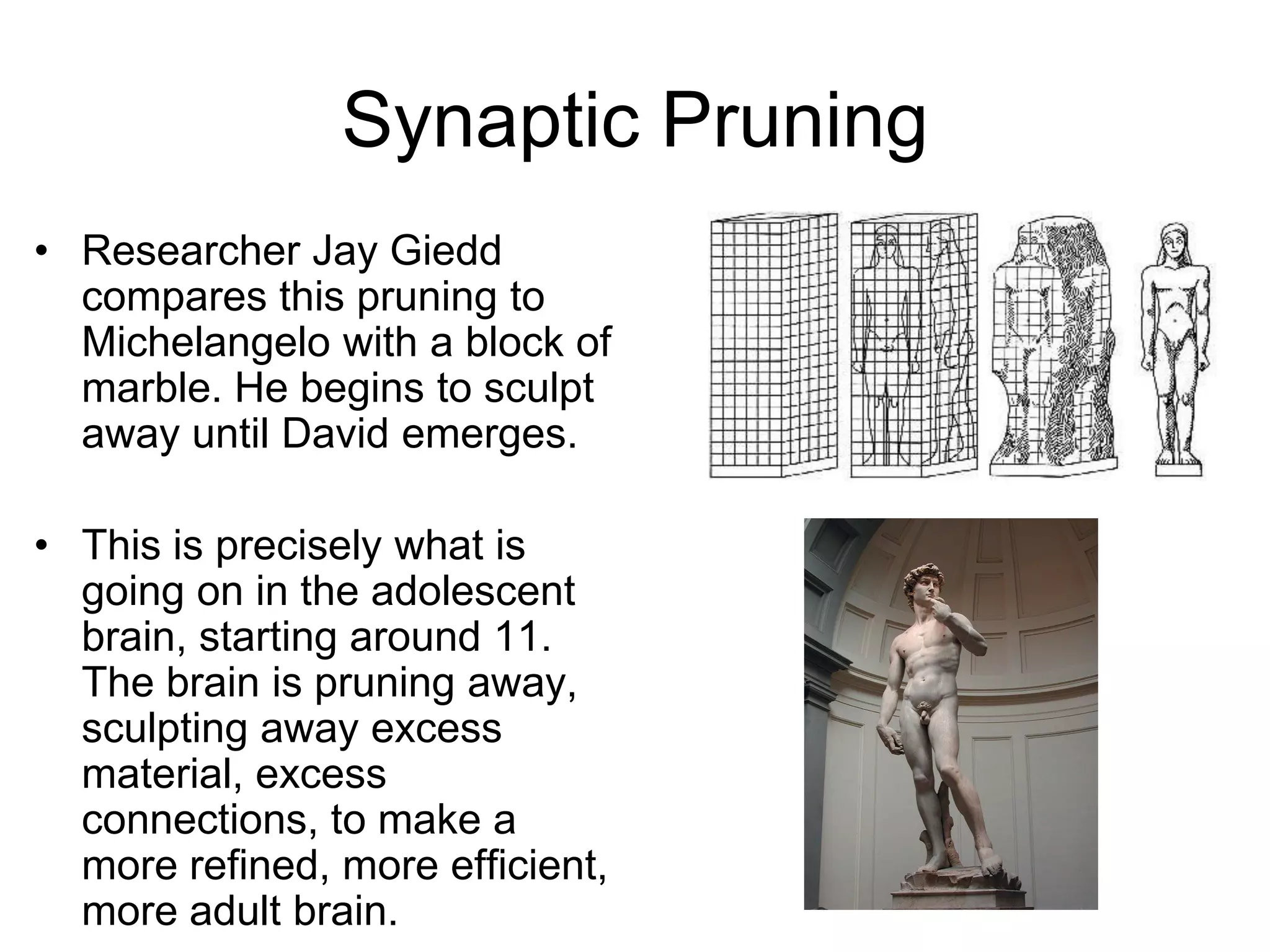 Synaptic Pruning
• Researcher Jay Giedd
  compares this pruning to
  Michelangelo with a block of
  marble. He begins to sculpt
  away until David emerges.

• This is precisely what is
  going on in the adolescent
  brain, starting around 11.
  The brain is pruning away,
  sculpting away excess
  material, excess
  connections, to make a
  more refined, more efficient,
  more adult brain.
 