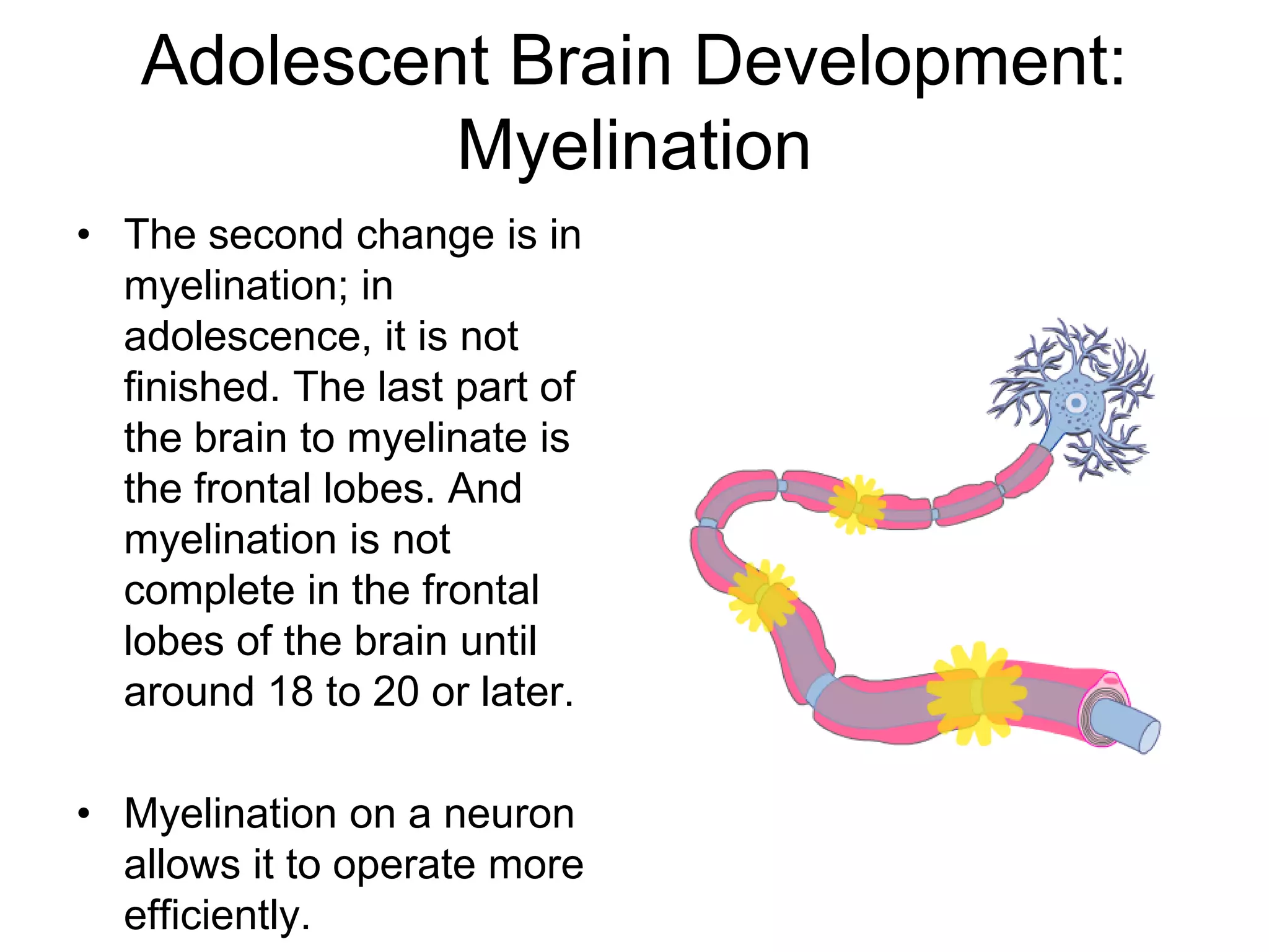 Adolescent Brain Development:
            Myelination
• The second change is in
  myelination; in
  adolescence, it is not
  finished. The last part of
  the brain to myelinate is
  the frontal lobes. And
  myelination is not
  complete in the frontal
  lobes of the brain until
  around 18 to 20 or later.

• Myelination on a neuron
  allows it to operate more
  efficiently.
 