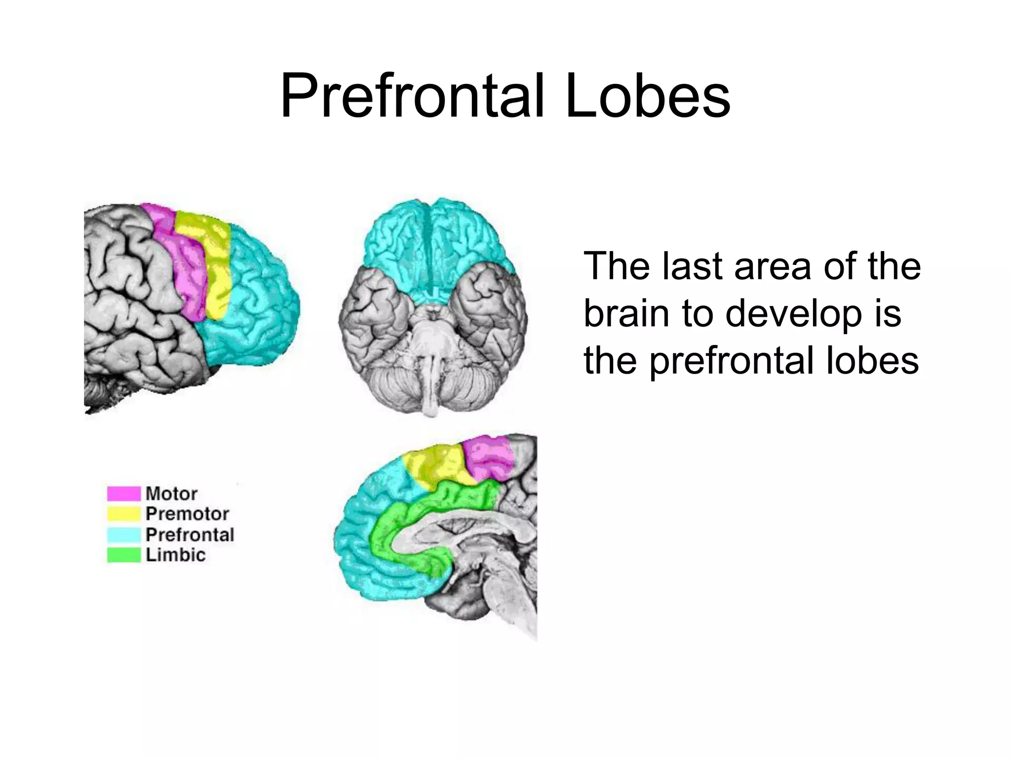 Prefrontal Lobes

          The last area of the
          brain to develop is
          the prefrontal lobes
 