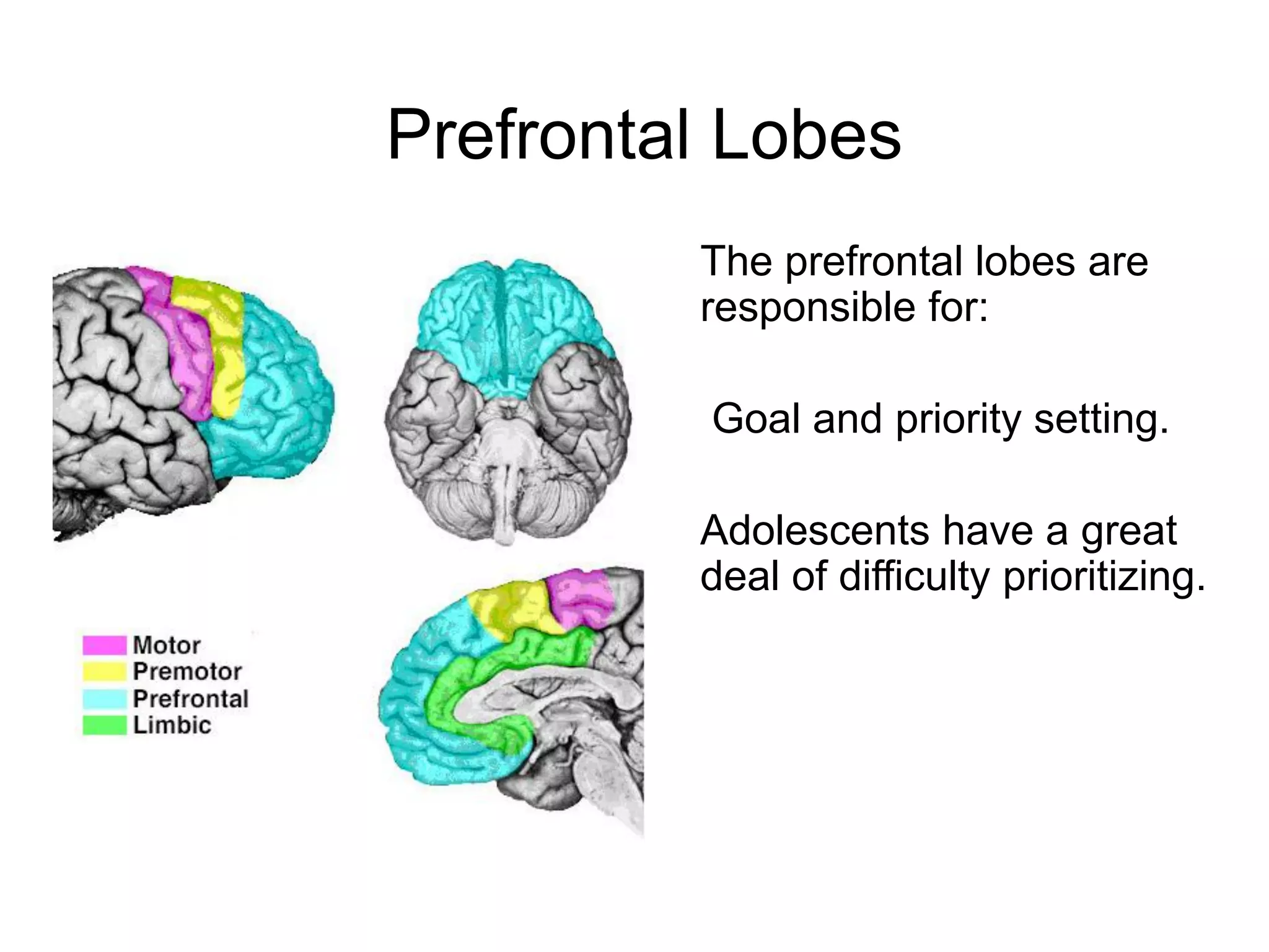 Prefrontal Lobes
         The prefrontal lobes are
         responsible for:

          Goal and priority setting.

         Adolescents have a great
         deal of difficulty prioritizing.
 