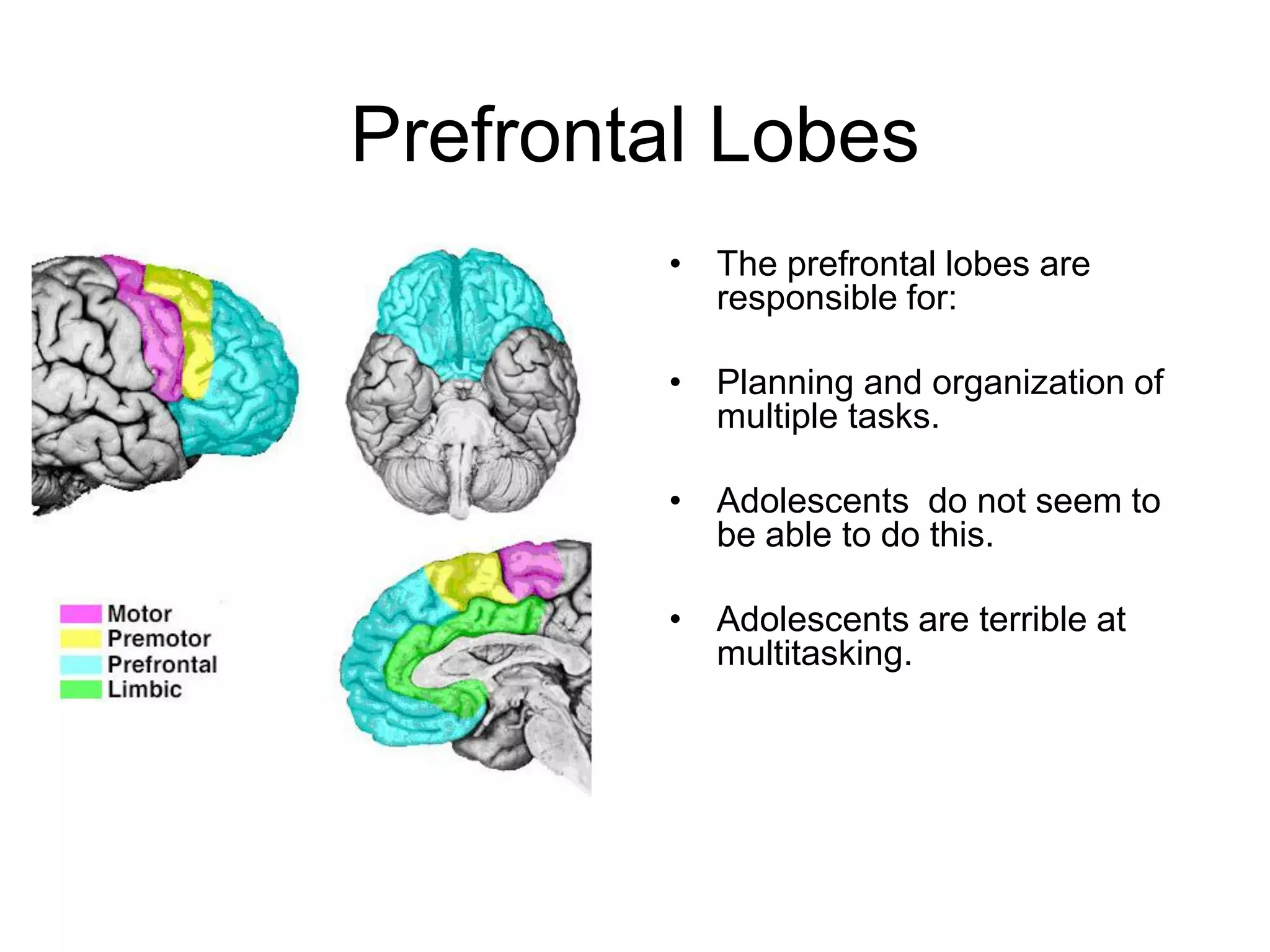 Adolescent Brain Development And Its Effects | PDF