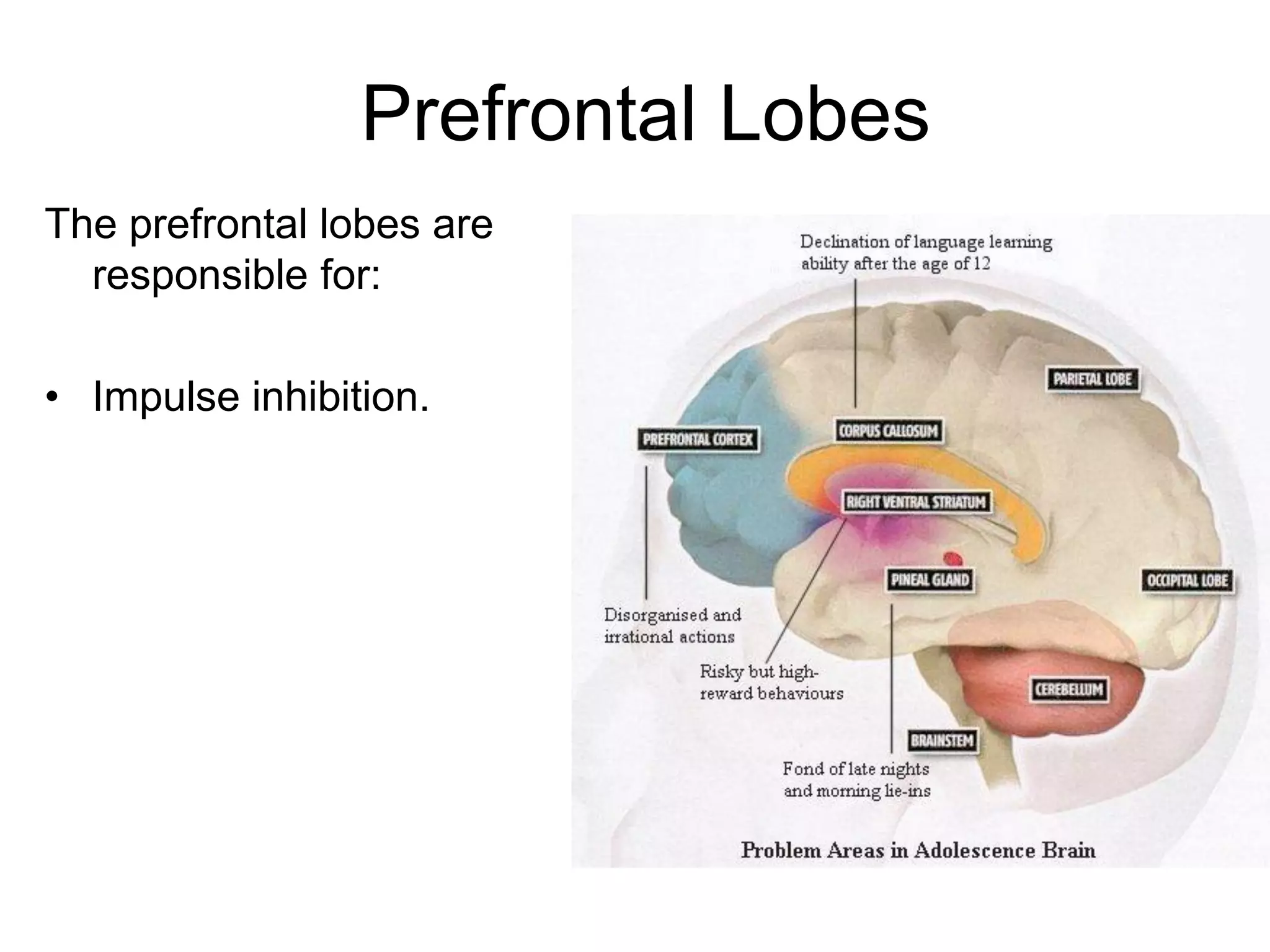 Prefrontal Lobes
The prefrontal lobes are
  responsible for:

• Impulse inhibition.
 